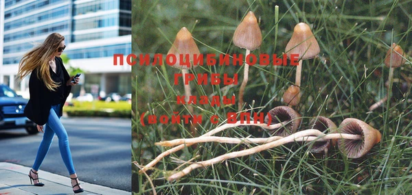 прущие грибы Белоозёрский